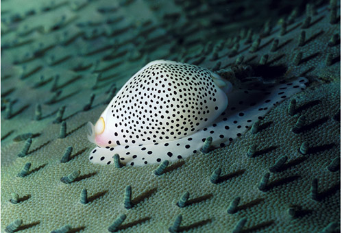     ,    ,      ,    cowrie_on_sarcophyto