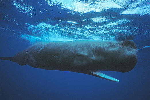 sperm whale Male